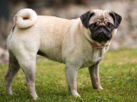 Pug thumbnail