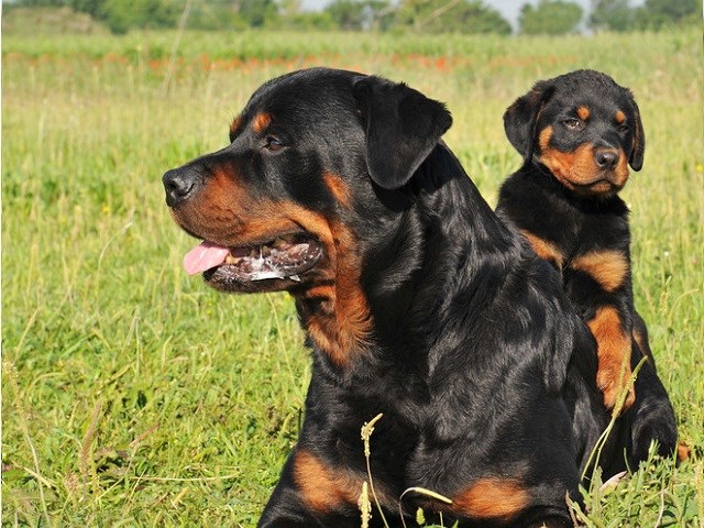 german rottweiler near me