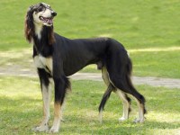 Saluki thumbnail