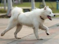 Samoyed thumbnail