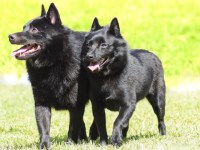 Schipperke thumbnail