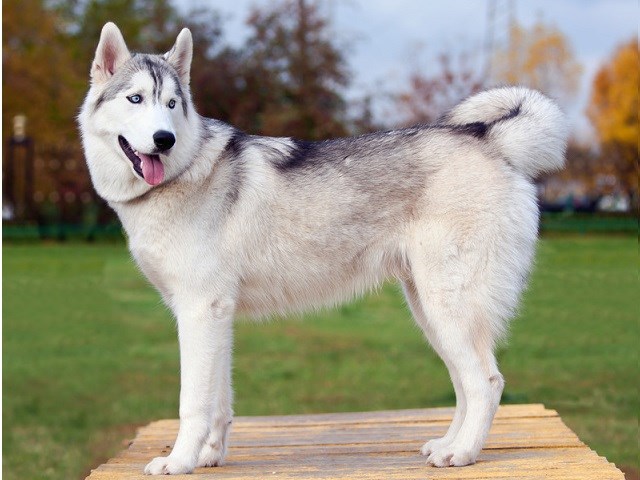 white siberian husky for sale near me