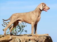 Weimaraner thumbnail