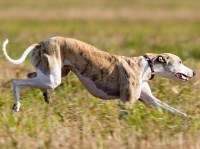 Whippet thumbnail