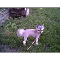 Country Clips Dog Grooming Russell Iowa Logo 