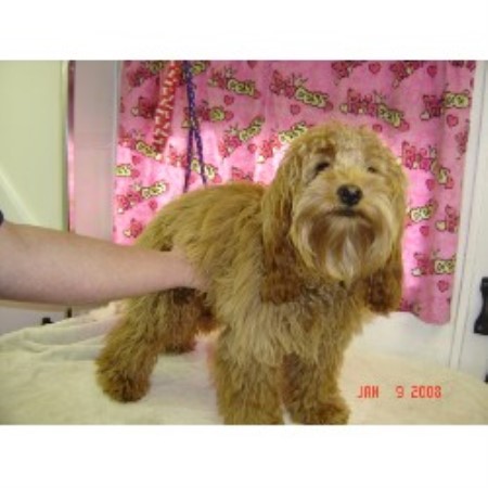 Oakview Dog Training Oakview Dog Training