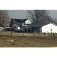 Gold  Puppies  Home austin Texas Logo 