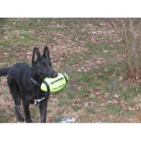 Canine Unlimited Of Tulsa Tulsa Oklahoma Logo 