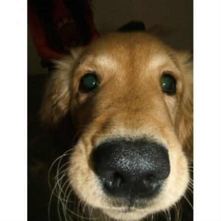 Dog Grooming Commerce Ga Dog Grooming Commerce Ga