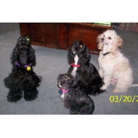 Rub-A-Dub Pup / Moonshine Babies