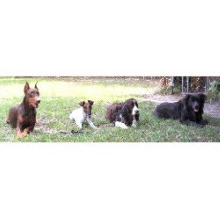 The Practical Dog "good Dog" Training