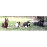 The Practical Dog "good Dog" Training Sedalia Colorado Logo 