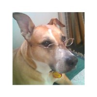 Ny Clever K9 Inc. Ronkonkoma New York Logo 