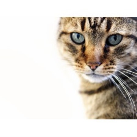 Can U Use Dog Advantage On Cats Can U Use Dog Advantage On Cats