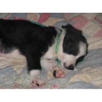 Companion Animal Training & Behavior Lebanon Indiana Logo 