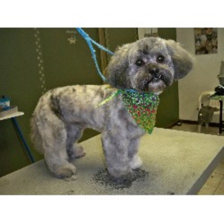 Best Dog Boarding Illinois Best Dog Boarding Illinois