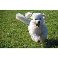 BlueGrace Training & Behavior Plantation Florida Logo 