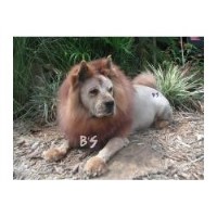 B's Pet Styling Pompano Beach Florida Logo 