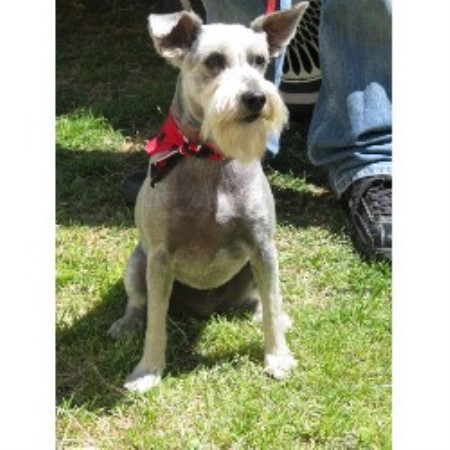 puppies for sale in ruston la 99 animals and 1 flea ruston louisiana 71270 puppies for sale in ruston la 99 animals and 1 flea ruston louisiana 71270