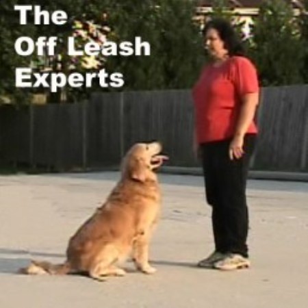 Jcm's All Breed Dog Obedience School & Pet Boarding Facility