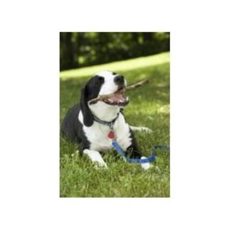 Dog Grooming Hampton Nh Dog Grooming Hampton Nh