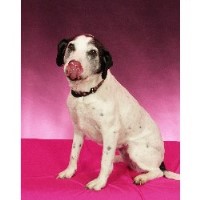 A Simpler Life Pet & Personal Services, Llc Columbus Ohio Logo 