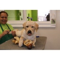 Blue Dog Boarding And Daycare Rockville Rockville Maryland Logo 