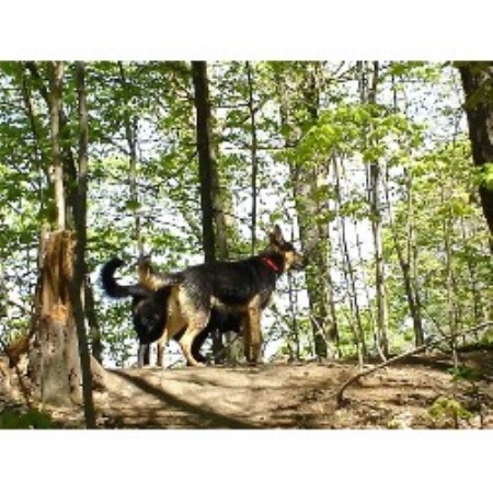 Dog Grooming Thornhill Dog Grooming Thornhill
