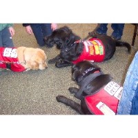 Paradise Dog Training Fenton Michigan Logo 