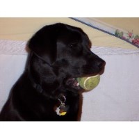 Great Dogs Blountville Tennessee Logo 