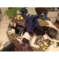 Dd's Happy Feet Revere Massachusetts Logo 