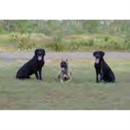 Kennel Byonics Dog Training Minnesota/wisconsin