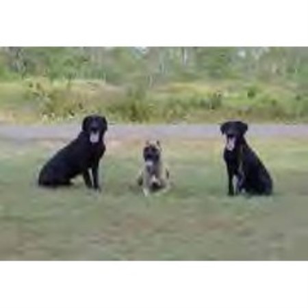 puppy classes mn kennel byonics minnesota wisconsin grantsburg wisconsin 54840 puppy classes mn kennel byonics minnesota wisconsin grantsburg wisconsin 54840