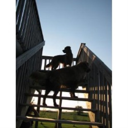 Pet Friends! Pet Care Service