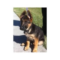 Wallace K9 Training Center Saint Cloud Florida Logo 