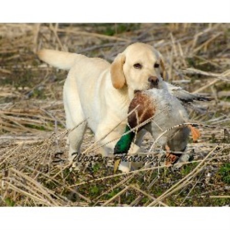 Palmetto Gun Dogs