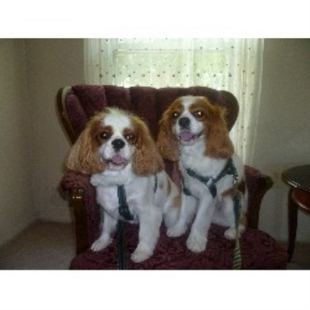Barks County Dogs