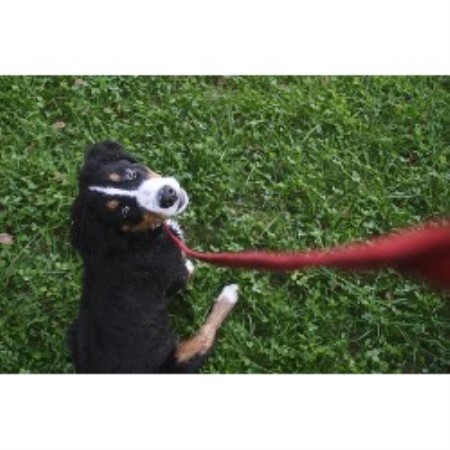 Down The Leash
