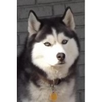 Mapetite Kennels And Training Cleveland Mississippi Logo 