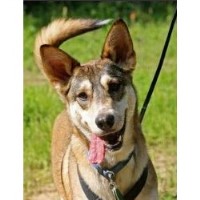 All Positive Dog Training Llc Austin Texas Logo 