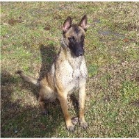 Ouch G'bang Workingdogs Kingsport Tennessee Logo 