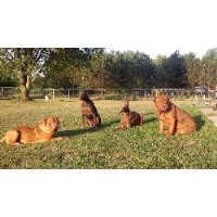 K-9 King Dog Training & Boarding Lagrange Ohio Logo 