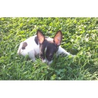 Parlor De La Pooch Thomasville North Carolina Logo 