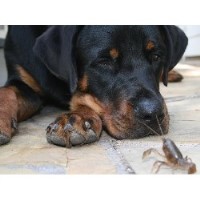 Traci Smith Pet Sitting Spring Texas Logo 