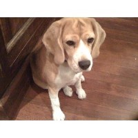 Venicedogboarding Venice California Logo 