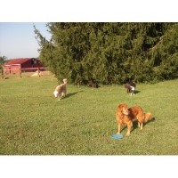 The Dog Spot Llc Mount Washington Kentucky Logo 