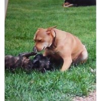 Canine Country Inn Le Sueur Minnesota Logo 