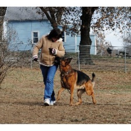 Kc K-9 Dog Training & Behavior
