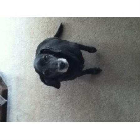 C&c Dog Boarding And Grooming