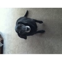 C&c Dog Boarding And Grooming Conewango Valley New York Logo 